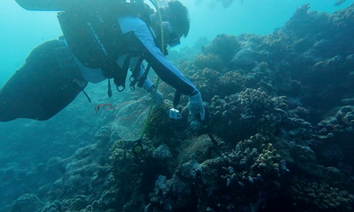 A Chinese researcher removes crown-of-thorns starfish from coral reef under waters near Huangyan Dao in South China Sea. Photo: Courtesy of South China Sea Institute of Oceanology under the Chinese Academy of Sciences