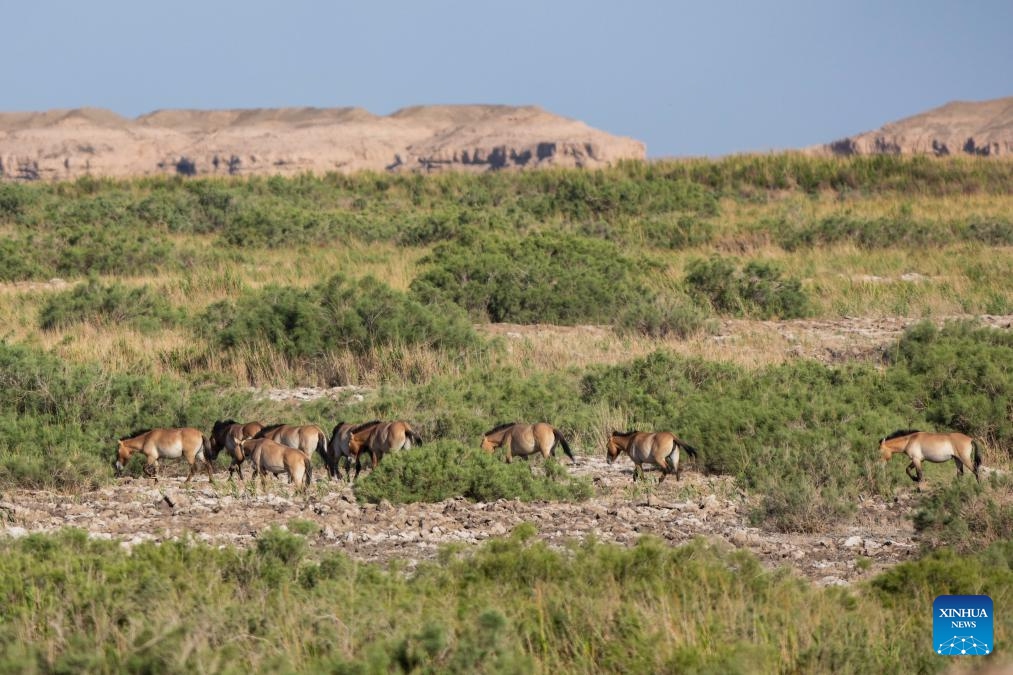 This photo taken on June 15, 2026 shows Przewalski's horses at the Dunhuang West Lake National Nature Reserve in Dunhuang, northwest China's Gansu Province.(Xinhua/Lang Bingbing)