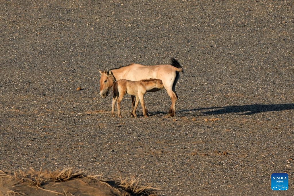 A Przewalski's horse breastfeeds her foal at the Dunhuang West Lake National Nature Reserve in Dunhuang, northwest China's Gansu Province, June 15, 2026.(Xinhua/Lang Bingbing)