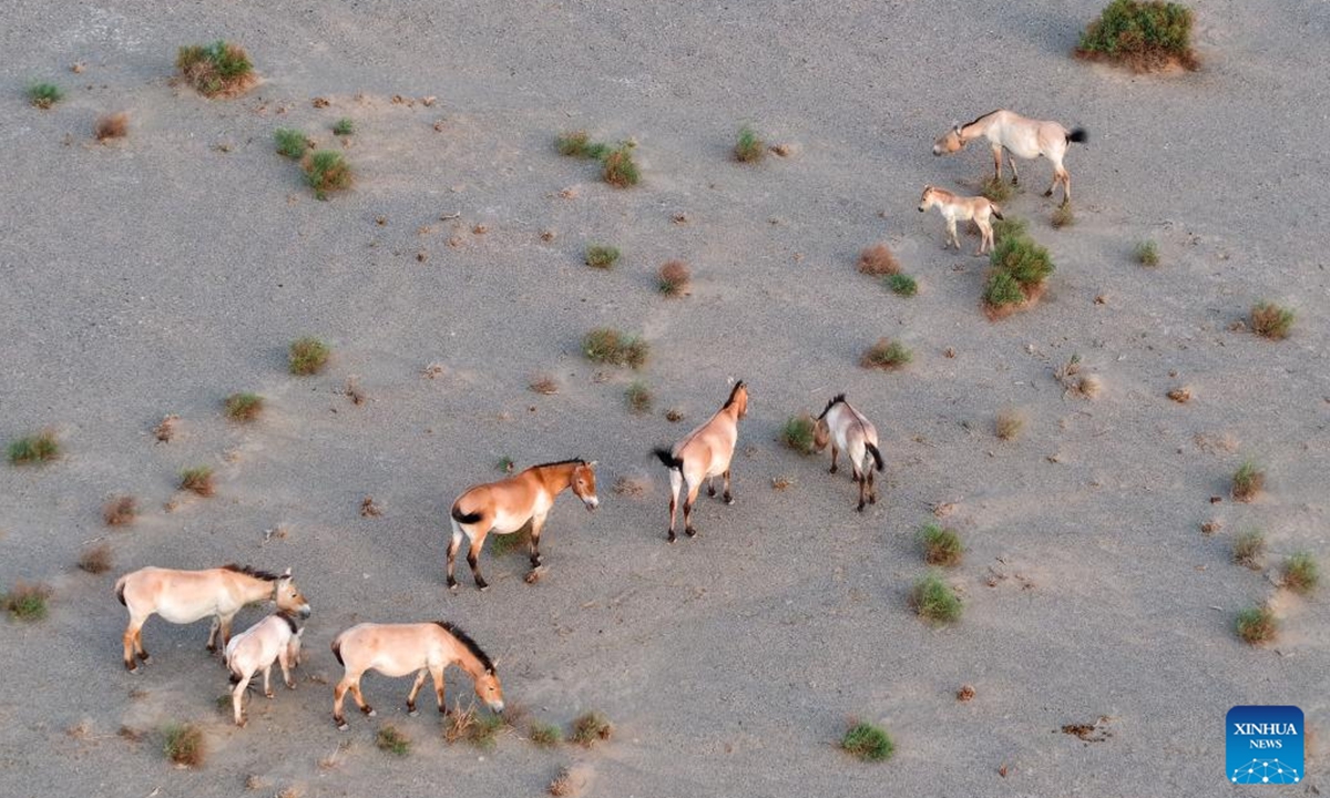 An aerial drone photo taken on June 14, 2026 shows Przewalski's horses and foals at the Dunhuang West Lake National Nature Reserve in Dunhuang, northwest China's Gansu Province.(Xinhua/Lang Bingbing)