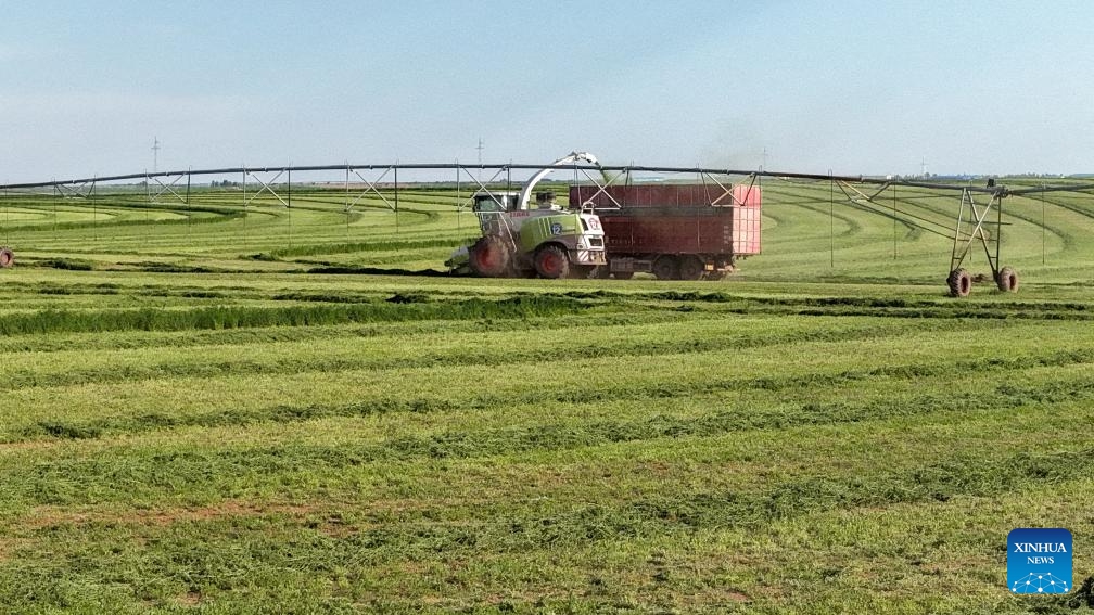 An aerial drone photo taken on May 31, 2026 shows a harvester and a truck at work in a forage field in Ar Horqin Banner, Chifeng, north China's Inner Mongolia Autonomous Region. In recent years, high-quality forage cultivation has helped curb grassland desertification in Ar Horqin Banner, which is now home to nearly 700,000 mu (about 46,667 hectares) of premium forage fields. (Photo by Li Fu/Xinhua)
