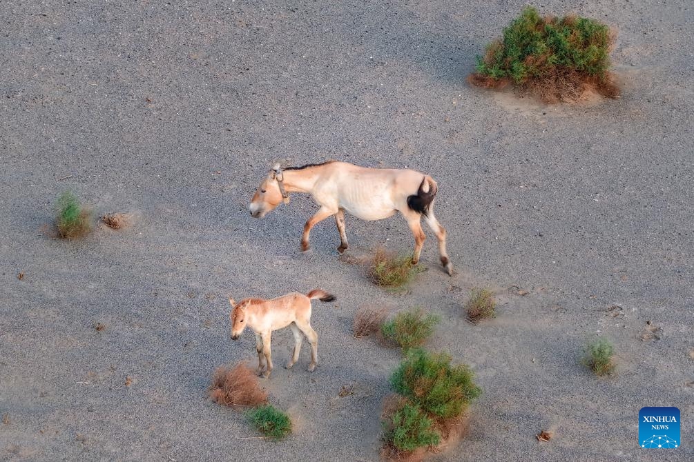 A drone photo taken on June 14, 2026 shows a Przewalski's horse and a foal at the Dunhuang West Lake National Nature Reserve in Dunhuang, northwest China's Gansu Province.
Conservation workers at Dunhuang West Lake National Nature Reserve have recently confirmed that the rewilded Przewalski's horses in the reserve have successfully given birth to 10 foals. The newborn foals are in good health and are able to move and forage freely with the herd. (Xinhua/Lang Bingbing)