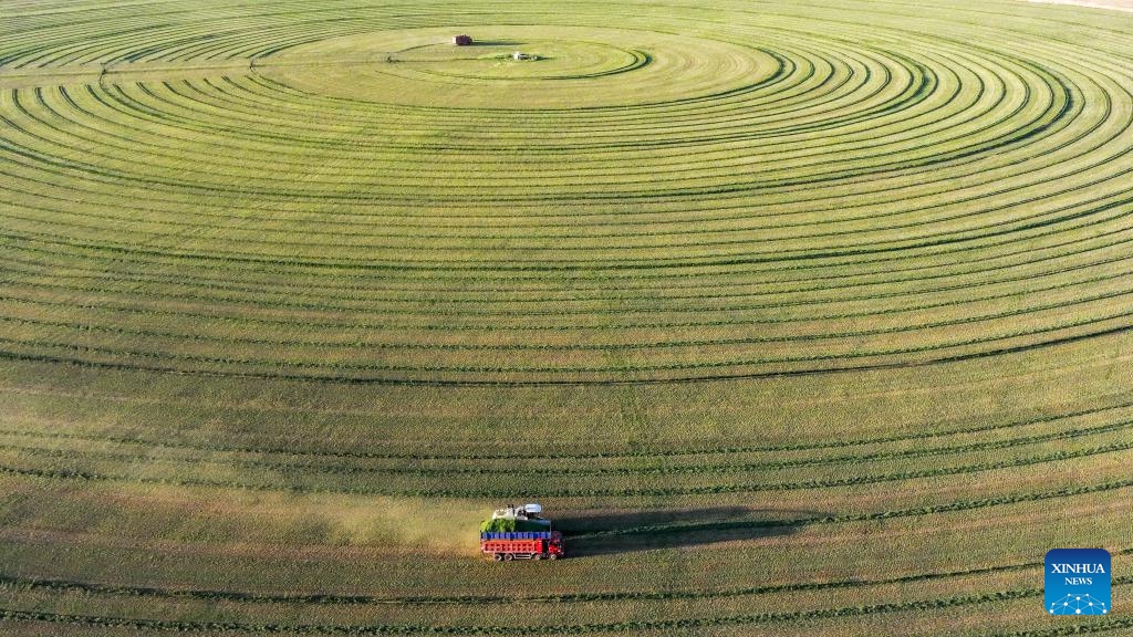An aerial drone photo taken on May 31, 2026 shows a harvester and a truck at work in a forage field in Ar Horqin Banner, Chifeng, north China's Inner Mongolia Autonomous Region. In recent years, high-quality forage cultivation has helped curb grassland desertification in Ar Horqin Banner, which is now home to nearly 700,000 mu (about 46,667 hectares) of premium forage fields. (Photo by Li Fu/Xinhua)