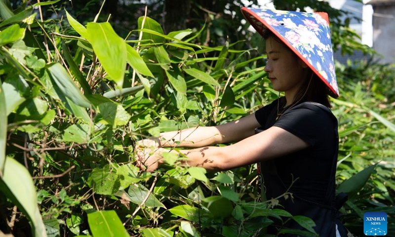 Zheng Hui, a young entrepreneur, picks bamboo leaves for zongzi making at Shiren Village of Xiuning County, Huangshan City of east China's Anhui Province, June 15, 2026. Shiren Village, dubbed the hometown of zongzi (sticky rice dumplings) in ancient Huizhou, boasts a long tradition of zongzi making. The annual sales of zongzi in the village has reached 900,000 yuan (about 133,000 U.S. dollars).(Xinhua/Zhang Duan)