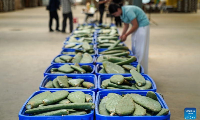 A worker sorts cacti at a processing factory in Zhuangzitian Village of Wenshan City, southwest China's Yunnan Province, May 15, 2026. Once a village with little industry and few means of livelihood, Zhuangzitian in southwest China's Yunnan Province has blossomed into the country's major hub of cactus cultivation. (Xinhua/Peng Yikai)