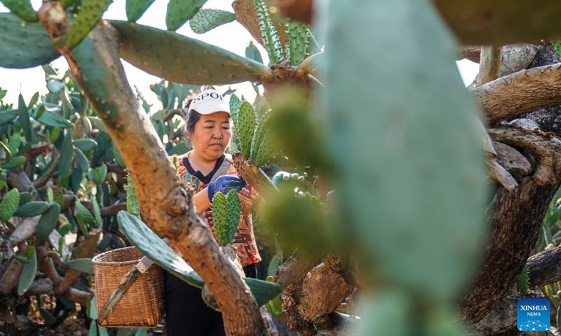 A villager checks the conditions of cacti in Zhuangzitian Village of Wenshan City, southwest China's Yunnan Province, May 15, 2026. Once a village with little industry and few means of livelihood, Zhuangzitian in southwest China's Yunnan Province has blossomed into the country's major hub of cactus cultivation. (Xinhua/Peng Yikai)