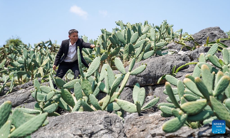 A village cadre checks the conditions of cacti in Zhuangzitian Village of Wenshan City, southwest China's Yunnan Province, May 15, 2026. Once a village with little industry and few means of livelihood, Zhuangzitian in southwest China's Yunnan Province has blossomed into the country's major hub of cactus cultivation. (Xinhua/Peng Yikai)