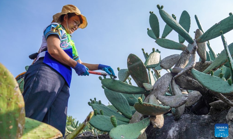 A villager harvests prickly pears in Zhuangzitian Village of Wenshan City, southwest China's Yunnan Province, May 15, 2026. Once a village with little industry and few means of livelihood, Zhuangzitian in southwest China's Yunnan Province has blossomed into the country's major hub of cactus cultivation.(Xinhua/Peng Yikai)