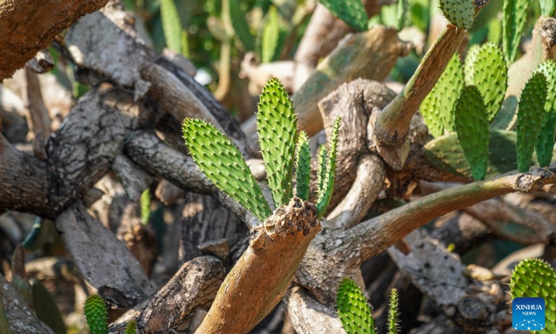 This photo taken on May 15, 2026 shows cacti in Zhuangzitian Village of Wenshan City, southwest China's Yunnan Province. Once a village with little industry and few means of livelihood, Zhuangzitian in southwest China's Yunnan Province has blossomed into the country's major hub of cactus cultivation. (Xinhua/Peng Yikai)