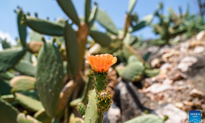 This photo taken on May 15, 2026 shows a prickly pear flower in Zhuangzitian Village of Wenshan City, southwest China's Yunnan Province. Once a village with little industry and few means of livelihood, Zhuangzitian in southwest China's Yunnan Province has blossomed into the country's major hub of cactus cultivation. (Xinhua/Peng Yikai)