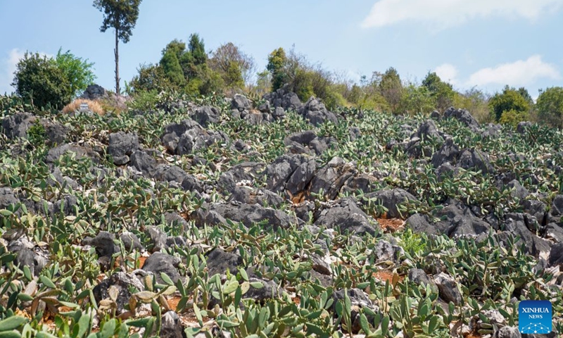 This photo taken on May 15, 2026 shows cacti in Zhuangzitian Village of Wenshan City, southwest China's Yunnan Province. Once a village with little industry and few means of livelihood, Zhuangzitian in southwest China's Yunnan Province has blossomed into the country's major hub of cactus cultivation. (Xinhua/Peng Yikai)