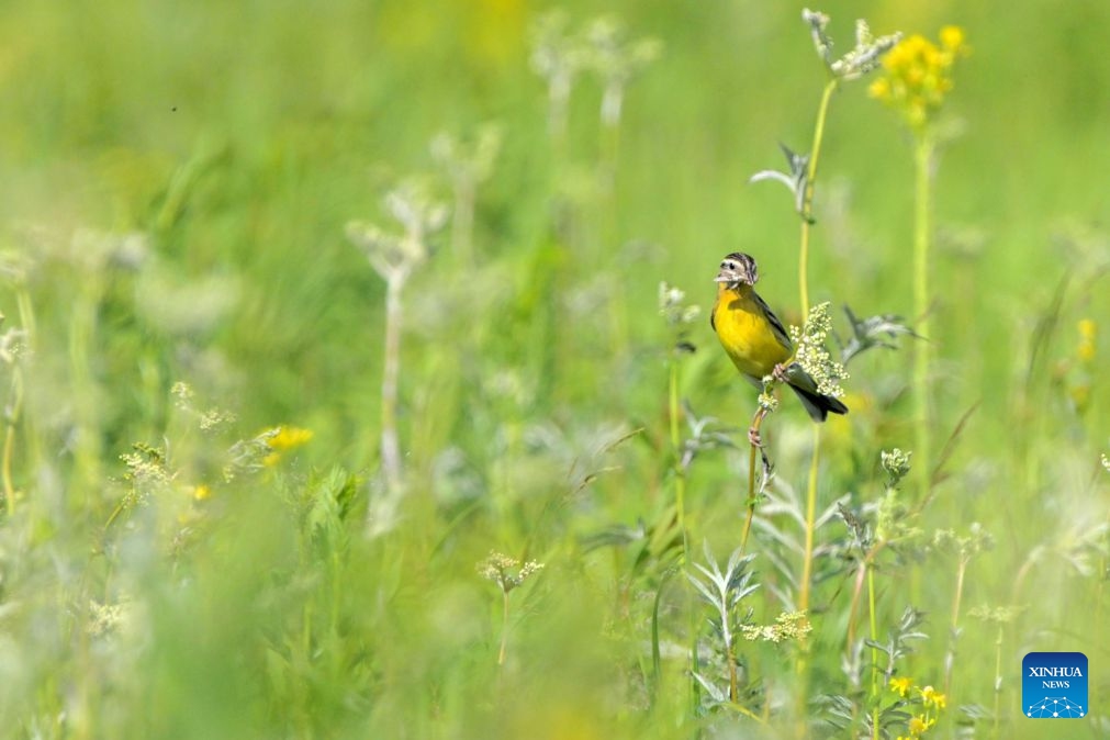 A yellow-breasted bunting is pictured at wetlands along the Nenjiang River in Qiqihar City, northeast China's Heilongjiang Province, on June 18, 2026. The yellow-breasted bunting is China's first-class protected wild animal and is listed as critically endangered by the International Union for Conservation of Nature. (Photo: Xinhua)