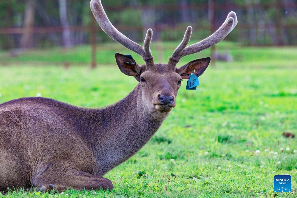 A red deer rests at a deer farm in Primorsky Krai, Far East of Russia, June 15, 2026. (Photo: Xinhua)