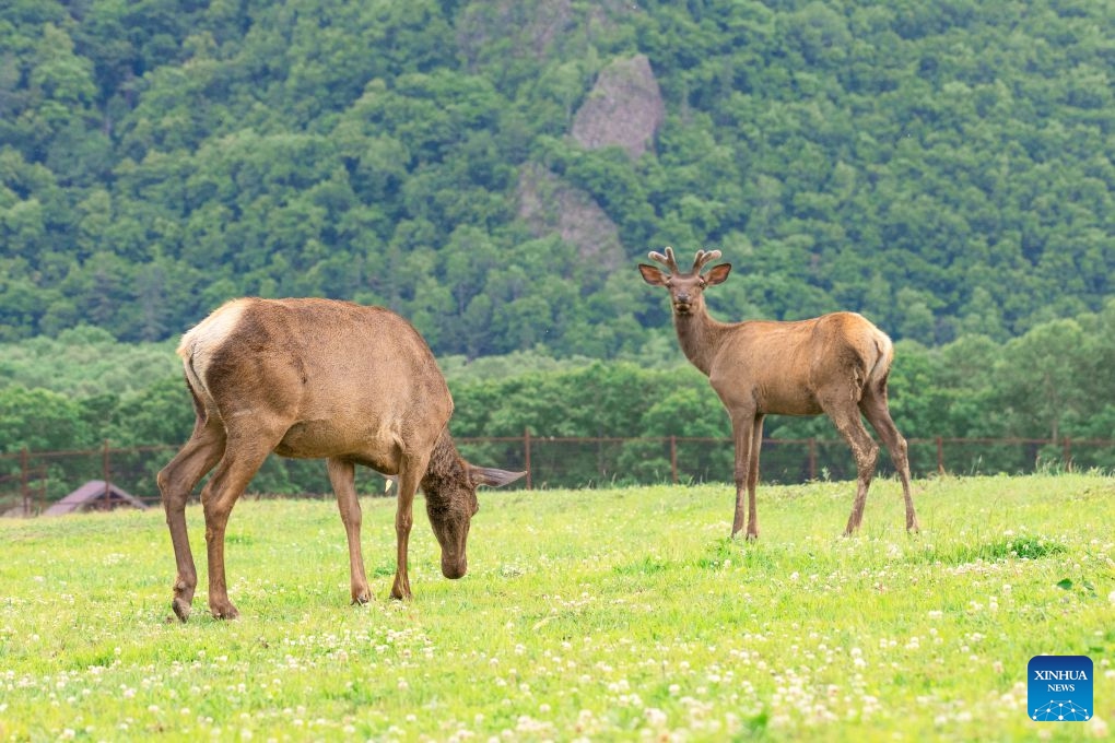Deer are pictured at a deer farm in Primorsky Krai, Far East of Russia, June 15, 2026. (Photo: Xinhua)