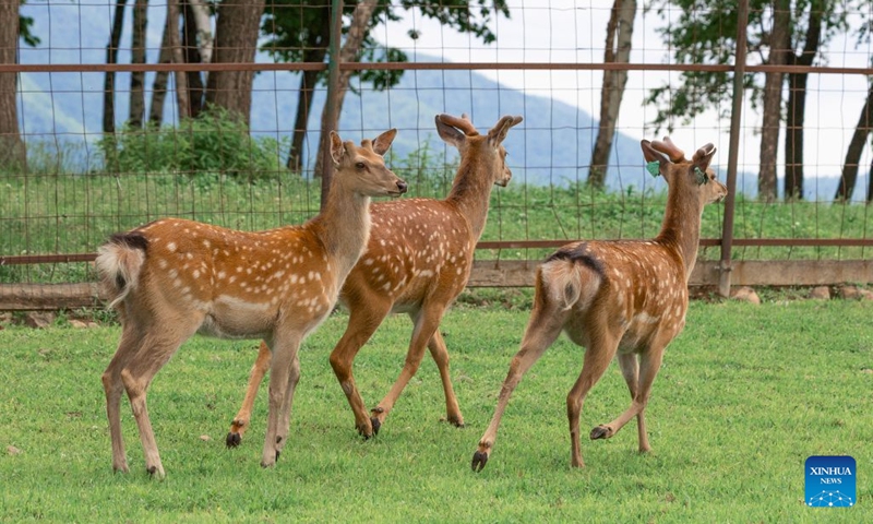 Sika deer trot at a deer farm in Primorsky Krai, Far East of Russia, June 15, 2026. (Photo: Xinhua)