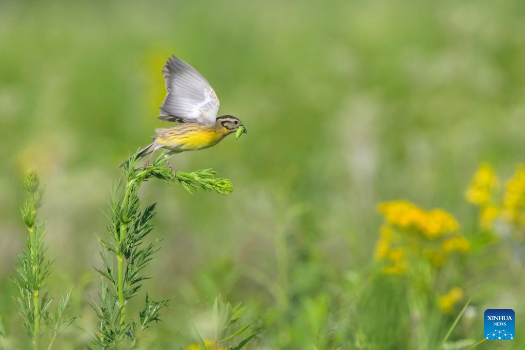 A yellow-breasted bunting is pictured at wetlands along the Nenjiang River in Qiqihar City, northeast China's Heilongjiang Province, on June 18, 2026. The yellow-breasted bunting is China's first-class protected wild animal and is listed as critically endangered by the International Union for Conservation of Nature. (Photo: Xinhua)