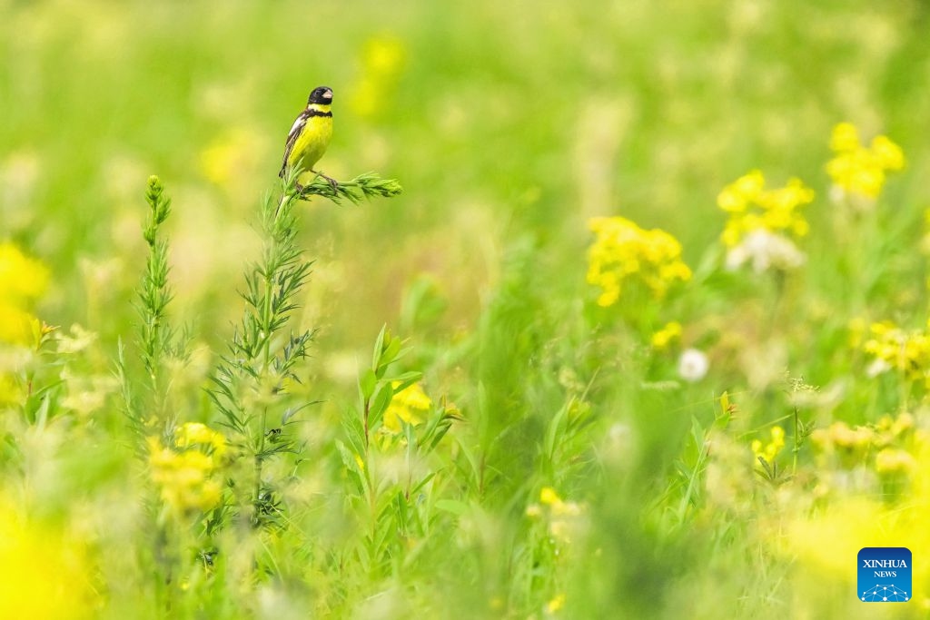 A yellow-breasted bunting is pictured at wetlands along the Nenjiang River in Qiqihar City, northeast China's Heilongjiang Province, on June 18, 2026. The yellow-breasted bunting is China's first-class protected wild animal and is listed as critically endangered by the International Union for Conservation of Nature. (Photo: Xinhua)