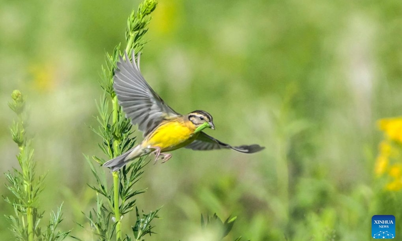 A yellow-breasted bunting is pictured at wetlands along the Nenjiang River in Qiqihar City, northeast China's Heilongjiang Province, on June 18, 2026. The yellow-breasted bunting is China's first-class protected wild animal and is listed as critically endangered by the International Union for Conservation of Nature. (Photo: Xinhua)