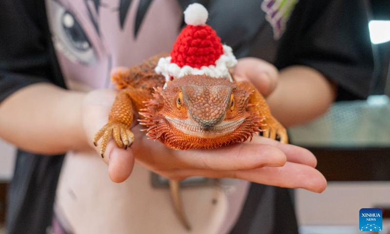 An exhibitor shows a bearded dragon (Pogona vitticeps) during the 2026 Beijing World Reptiles Expo in Pinggu District, Beijing, capital of China, June 19, 2026. The event takes place here from June 19 to 21. Photo: Xinhua