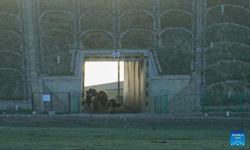 Yaks pass through a culvert beneath the Qinghai-Xizang Railway in Seni District of Nagqu, southwest China's Xizang Autonomous Region, June 17, 2026. As the Qinghai-Xizang Railway stretches across the northern Tibetan Plateau, it has built not only dedicated wildlife crossings, but also many culverts and bridges to serve as ecological corridors for livestock such as cattle and sheep. (Xinhua/Jigme Dorje)