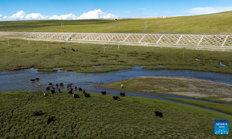 An aerial drone photo taken on June 18, 2026 shows a herd of yaks crossing a creek after passing through a culvert of the Qinghai-Xizang Railway in Seni District of Nagqu, southwest China's Xizang Autonomous Region. As the Qinghai-Xizang Railway stretches across the northern Tibetan Plateau, it has built not only dedicated wildlife crossings, but also many culverts and bridges to serve as ecological corridors for livestock such as cattle and sheep. (Xinhua/Jigme Dorje)