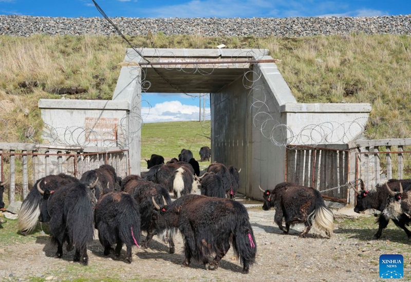Yaks pass through a culvert beneath the Qinghai-Xizang Railway in Seni District of Nagqu, southwest China's Xizang Autonomous Region, June 18, 2026. As the Qinghai-Xizang Railway stretches across the northern Tibetan Plateau, it has built not only dedicated wildlife crossings, but also many culverts and bridges to serve as ecological corridors for livestock such as cattle and sheep. (Xinhua/Jigme Dorje)
