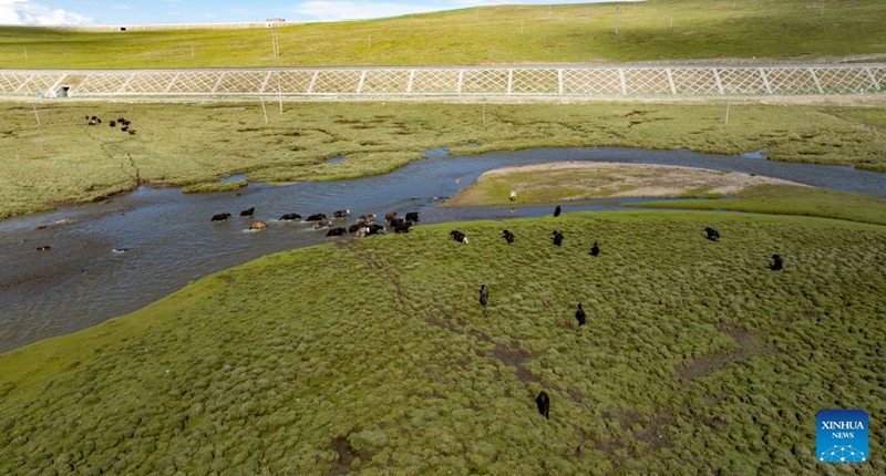 An aerial drone photo taken on June 18, 2026 shows a herd of yaks crossing a creek after passing through a culvert of the Qinghai-Xizang Railway in Seni District of Nagqu, southwest China's Xizang Autonomous Region. As the Qinghai-Xizang Railway stretches across the northern Tibetan Plateau, it has built not only dedicated wildlife crossings, but also many culverts and bridges to serve as ecological corridors for livestock such as cattle and sheep. (Xinhua/Jigme Dorje)