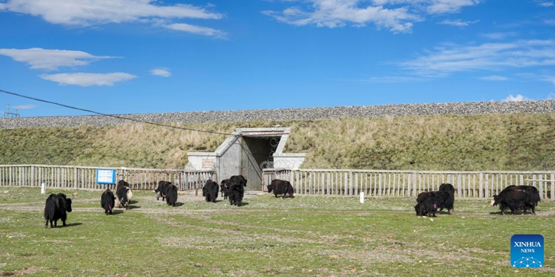 Yaks pass through a culvert beneath the Qinghai-Xizang Railway in Seni District of Nagqu, southwest China's Xizang Autonomous Region, June 18, 2026. As the Qinghai-Xizang Railway stretches across the northern Tibetan Plateau, it has built not only dedicated wildlife crossings, but also many culverts and bridges to serve as ecological corridors for livestock such as cattle and sheep. (Xinhua/Jigme Dorje)