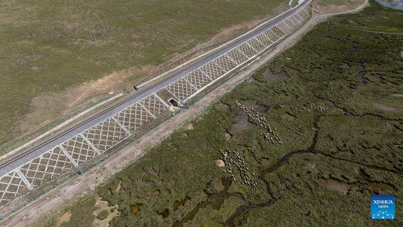 An aerial drone photo taken on June 18, 2026 shows a flock of sheep preparing to pass through a culvert beneath the Qinghai-Xizang Railway in Seni District of Nagqu, southwest China's Xizang Autonomous Region. As the Qinghai-Xizang Railway stretches across the northern Tibetan Plateau, it has built not only dedicated wildlife crossings, but also many culverts and bridges to serve as ecological corridors for livestock such as cattle and sheep. (Xinhua/Jigme Dorje)
