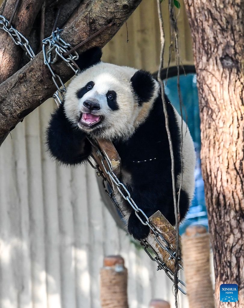 Giant panda Wang Shu plays during a celebration of her first birthday at Chongqing Zoo in southwest China's Chongqing Municipality, July 12, 2026. The giant panda cub of Liang Yue was officially named Wang Shu here on Sunday, her first birthday. Born weighing just 188 grams, Wang Shu now weighs 36.5 kilograms. (Xinhua/Tang Yi)


