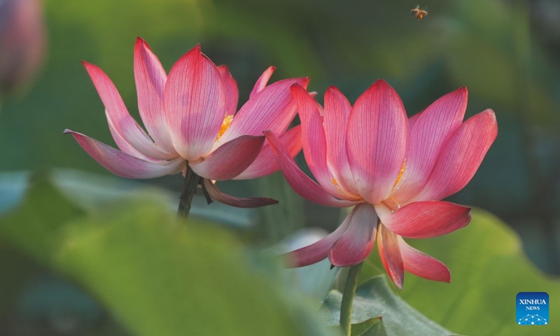This photo taken on June 17, 2026 shows lotus flowers in Yanfeng District of Hengyang City, central China's Hunan Province. (Photo by Cao Zhengping/Xinhua)