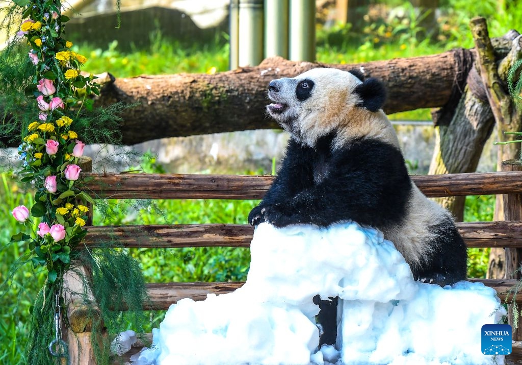 Giant panda Wang Shu plays during a celebration of her first birthday at Chongqing Zoo in southwest China's Chongqing Municipality, July 12, 2026. The giant panda cub of Liang Yue was officially named Wang Shu here on Sunday, her first birthday. Born weighing just 188 grams, Wang Shu now weighs 36.5 kilograms. (Xinhua/Tang Yi)

