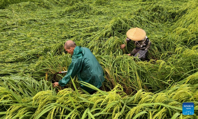 Farmers straighten and bundle early-season rice plants flattened by strong winds in Xincheng County, Laibin, south China's Guangxi Zhuang Autonomous Region, July 4, 2026. Influenced by Typhoon Maysak, heavy to torrential rains have battered parts of southern Guangxi, with some areas experiencing extreme downpours. (Photo by Fan Shaoguang/Xinhua)