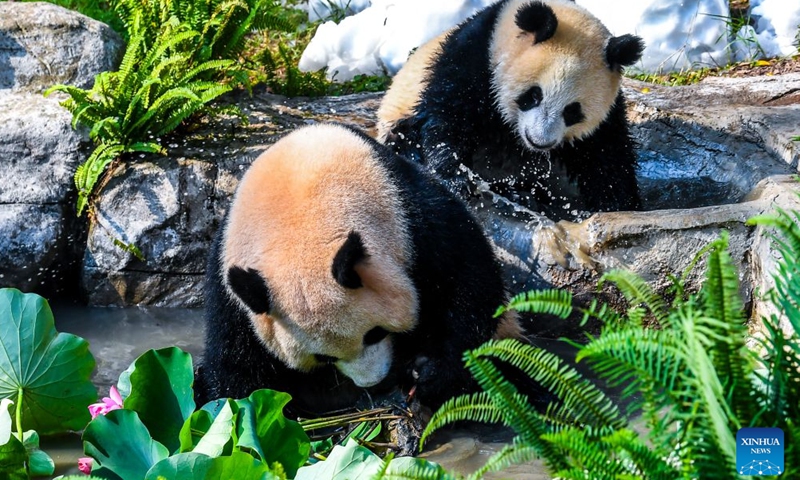 Giant panda Wang Shu (R) plays with her mother Liang Yue during a celebration of her first birthday at Chongqing Zoo in southwest China's Chongqing Municipality, July 12, 2026. The giant panda cub of Liang Yue was officially named Wang Shu here on Sunday, her first birthday. Born weighing just 188 grams, Wang Shu now weighs 36.5 kilograms. (Xinhua/Tang Yi)

