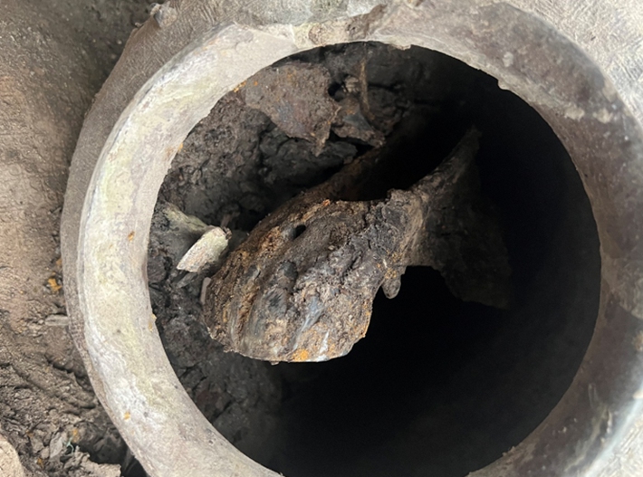Ancient horse skull discovered in Shaoxing, East China's Zhejiang Province Photo: Courtesy of Luo Peng