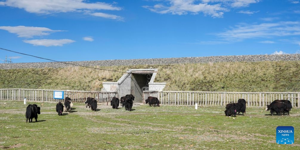 Yaks pass through a culvert beneath the Qinghai-Xizang Railway in Seni District of Nagqu, southwest China's Xizang Autonomous Region, June 18, 2026. As the Qinghai-Xizang Railway stretches across the northern Tibetan Plateau, it has built not only dedicated wildlife crossings, but also many culverts and bridges to serve as ecological corridors for livestock such as cattle and sheep. (Xinhua/Jigme Dorje)