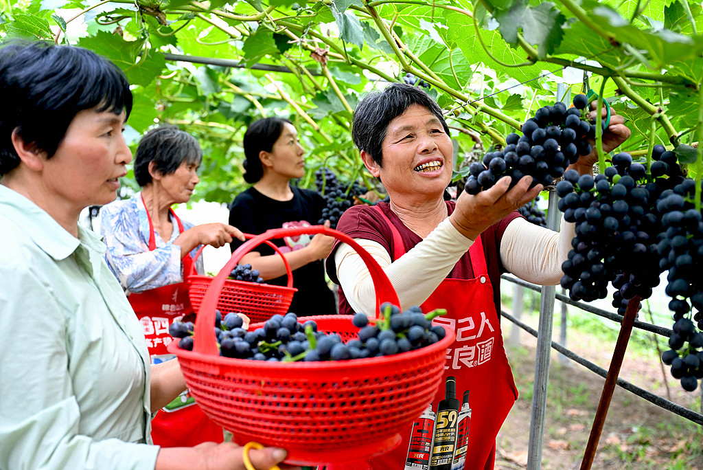 Farmers pick grapes at a family farm in Shuanglou Village, Bozhou, East China's Anhui Province, on June 21, 2026. Bozhou has vigorously developed eco-leisure agriculture, expanding its sweet industry by introducing new grape varieties to help farmers increase their incomes. Photo: VCG