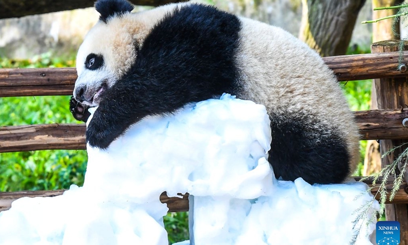 Giant panda Wang Shu rests on ice cubes to cool off during a celebration of her first birthday at Chongqing Zoo in southwest China's Chongqing Municipality, July 12, 2026. The giant panda cub of Liang Yue was officially named Wang Shu here on Sunday, her first birthday. Born weighing just 188 grams, Wang Shu now weighs 36.5 kilograms. (Xinhua/Tang Yi)

