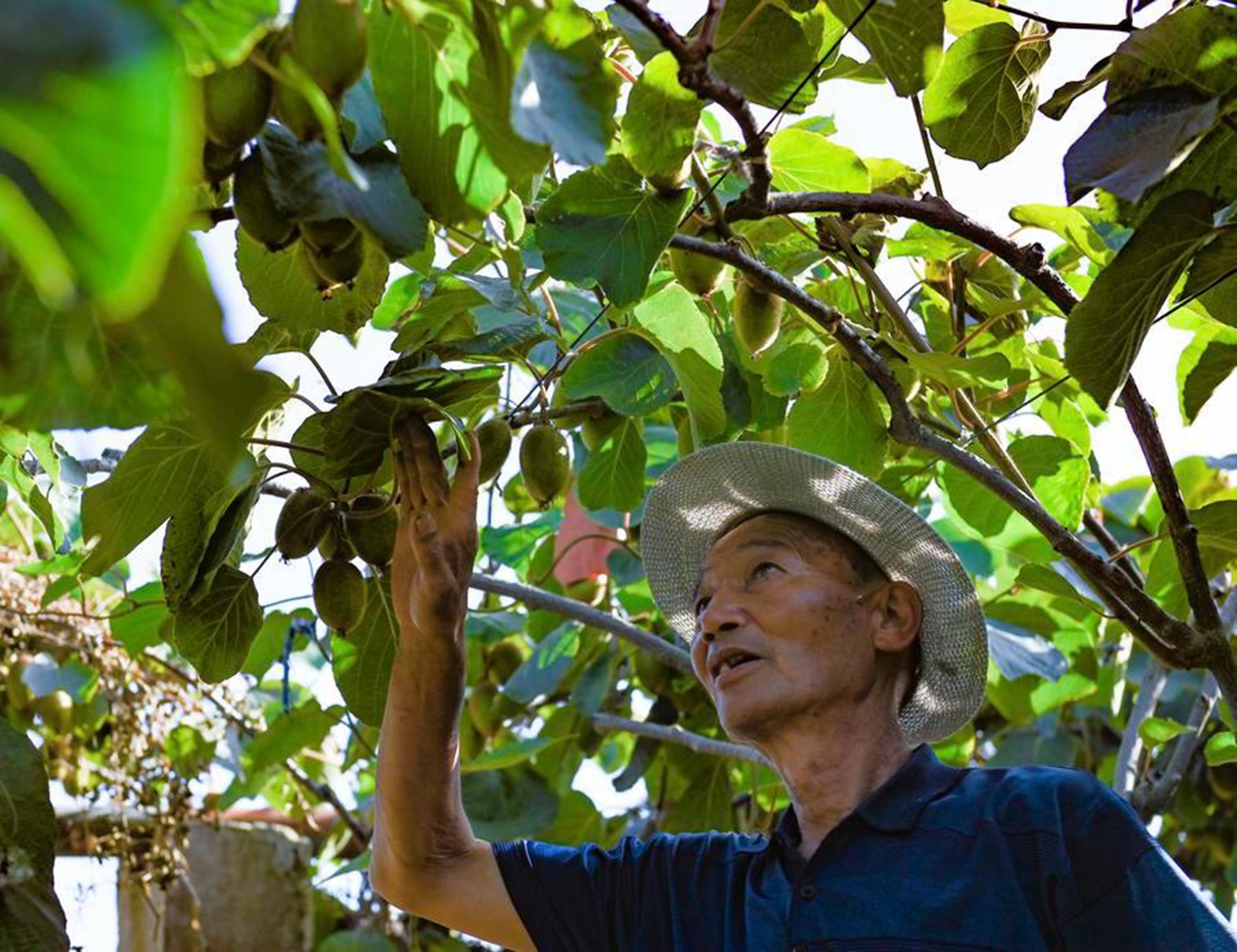 A villager checks kiwi fruits at a planting base in Hengqu Town, Meixian County, Baoji City, northwest China's Shaanxi Province, June 24, 2024. (Xinhua/Cai Xiangxin)
