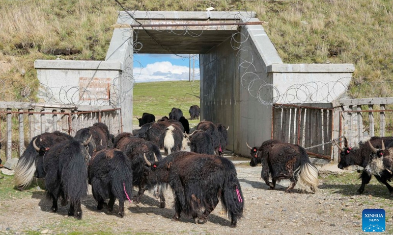 Yaks pass through a culvert beneath the Qinghai-Xizang Railway in Seni District of Nagqu, southwest China's Xizang Autonomous Region, June 18, 2026. As the Qinghai-Xizang Railway stretches across the northern Tibetan Plateau, it has built not only dedicated wildlife crossings, but also many culverts and bridges to serve as ecological corridors for livestock such as cattle and sheep. (Xinhua/Jigme Dorje)