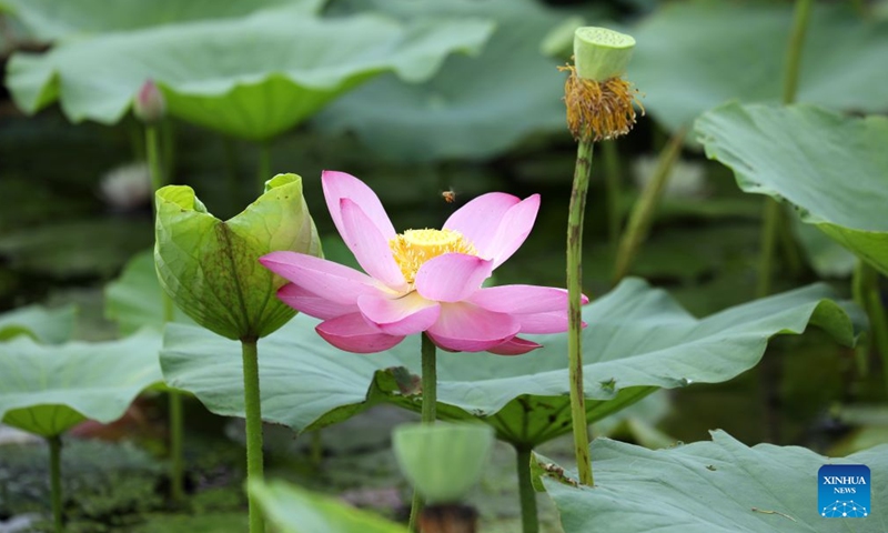 This photo taken on June 20, 2026 shows a lotus flower in Baoying County, east China's Jiangsu Province. (Photo by Shen Dongbing/Xinhua)