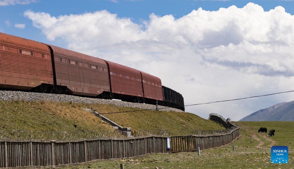 Yaks graze near the Qinghai-Xizang Railway in Seni District of Nagqu, southwest China's Xizang Autonomous Region, June 18, 2026. As the Qinghai-Xizang Railway stretches across the northern Tibetan Plateau, it has built not only dedicated wildlife crossings, but also many culverts and bridges to serve as ecological corridors for livestock such as cattle and sheep. (Xinhua/Li Mengxin)