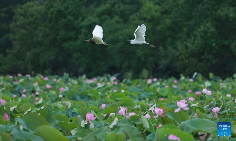 This photo taken on June 15, 2026 shows a lotus pond in Jurong, east China's Jiangsu Province. (Photo by Yang Zhiguo/Xinhua)