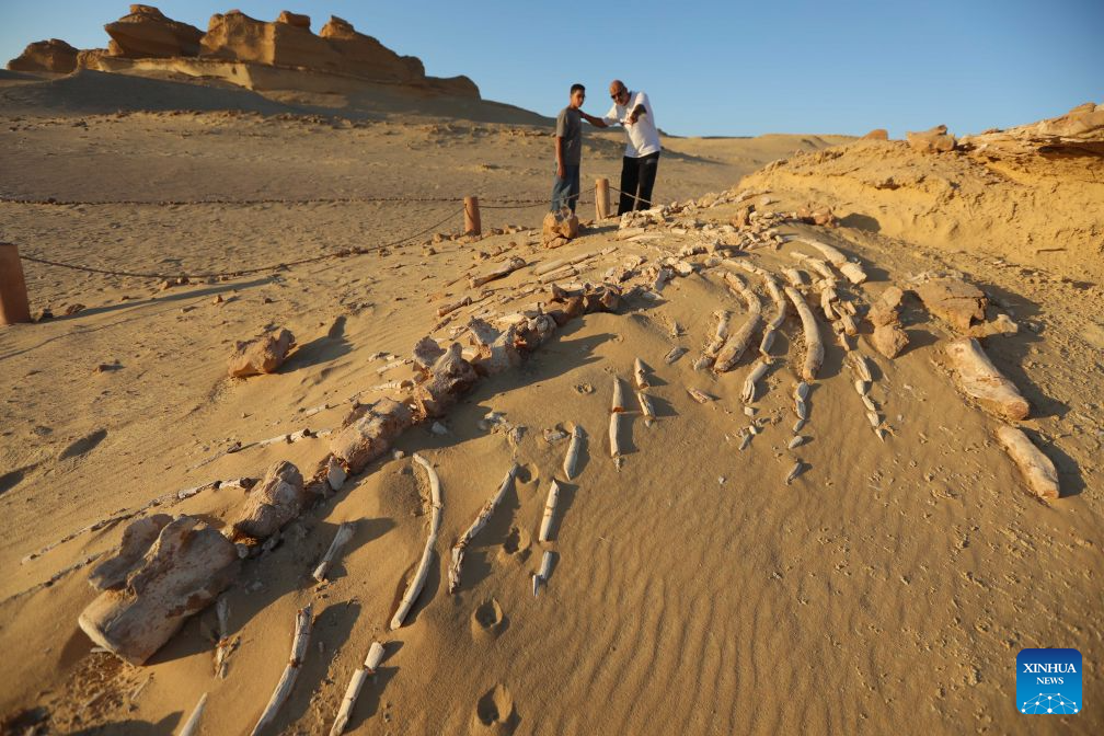 Tourists visit whale fossil remains at Wadi Al-Hitan, or the Whale Valley, in Fayoum, western Egypt, on Aug. 18, 2026. Wadi Al-Hitan, or the Whale Valley, located in the western desert of Egypt, contains invaluable fossil remains of the earliest, and now extinct, suborder of whales, Archaeoceti. It was listed as a World Heritage Site by UNESCO in 2005. (Xinhua/Ahmed Gomaa)