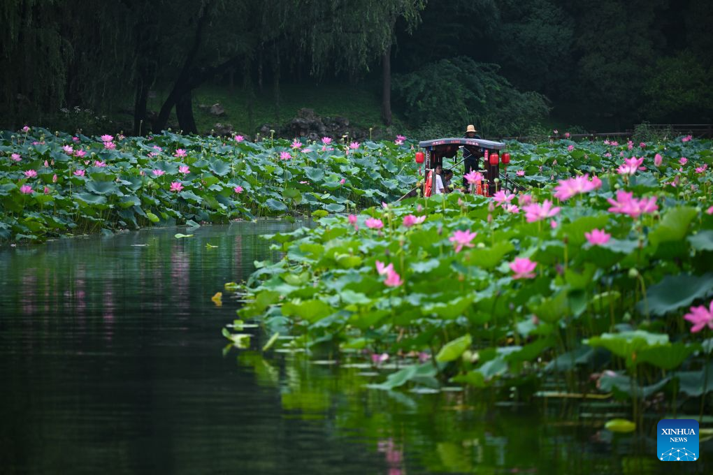 This photo taken on Aug. 23, 2026 shows lotus flowers at Zizhuyuan Park in Beijing, capital of China. (Xinhua/Xin Yuewei)