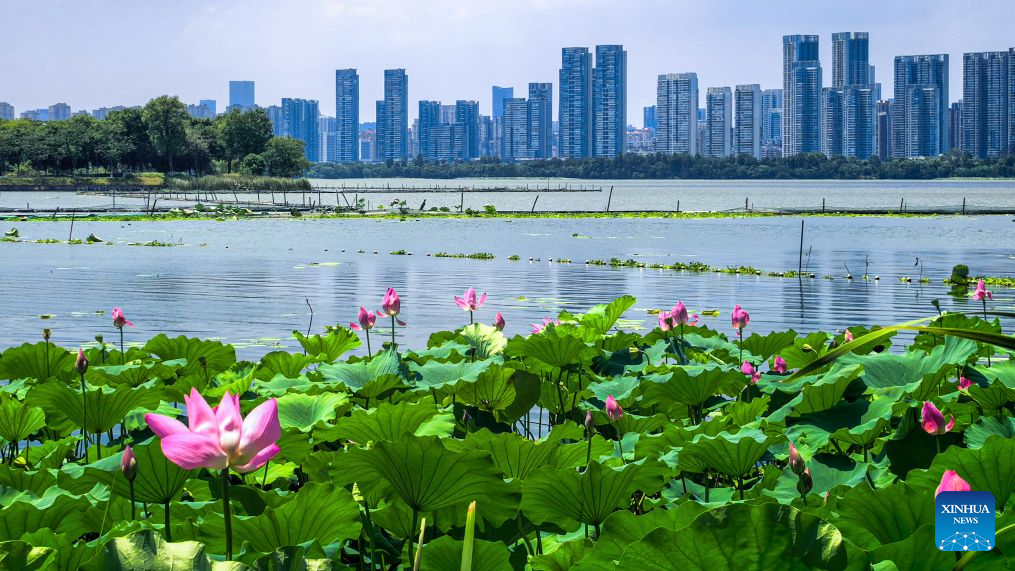 This photo taken on Aug. 8, 2026 shows lotus flowers at the East Lake scenic area in Wuhan, central China's Hubei Province. In early autumn, lotus flowers are in bloom in the East Lake scenic area, which covers 33 square kilometers of water. (Xinhua/Shen Hongbing)