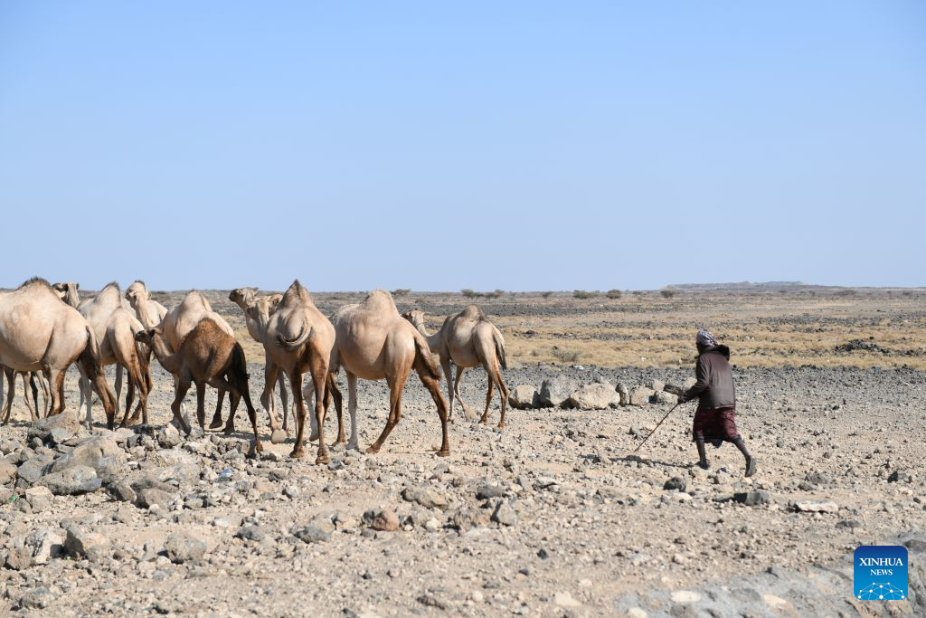 A villager herds camels in the Chalbi Desert, Marsabit County, Kenya, July 15, 2026. Marsabit County features contrasting landscapes: the dry Chalbi Desert and green, lake-strewn Marsabit National Park. (Xinhua/Liu Qiong)