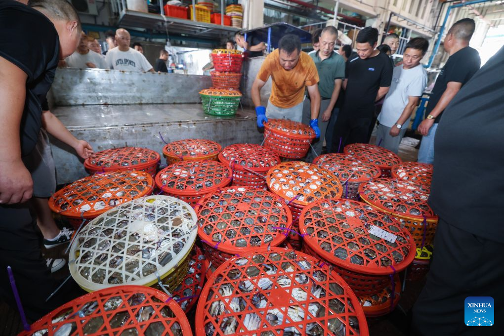 Merchants select fresh swimming crabs at a fishing port of an aquatic products market in Zhoushan City, east China's Zhejiang Province, Aug. 12, 2026. Special licensed fishing vessels set sail for the East China Sea as the summer fishing moratorium was partially lifted on Tuesday. (Xinhua/Xu Yu)