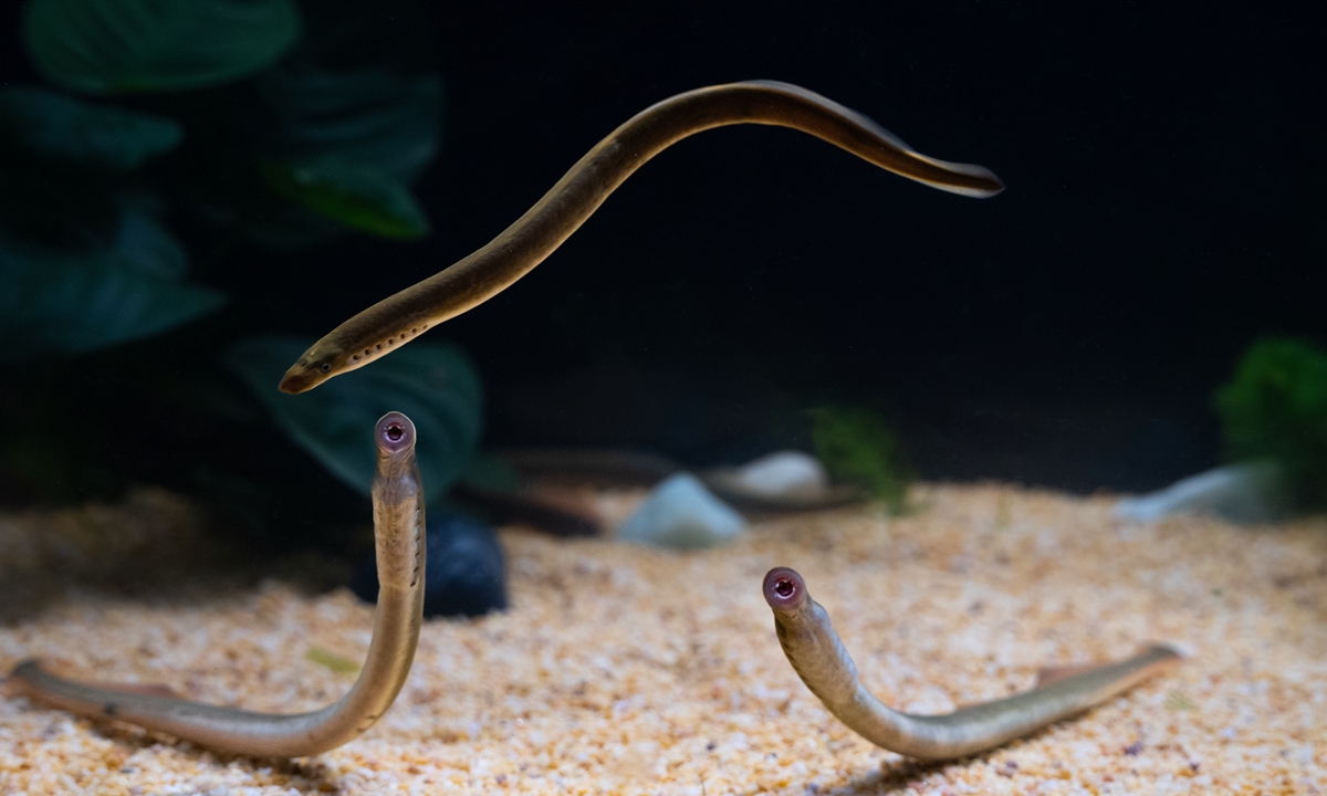 Lampreys raised in the research team's laboratory Photo: courtesy of the Kunming Institute of Zoology, CAS