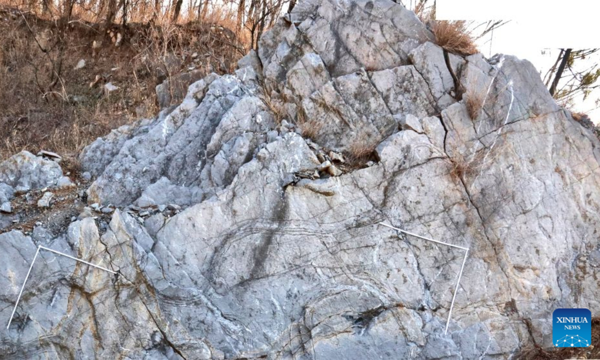 This undated photo provided by Xing Lida, a researcher from China University of Geosciences (Beijing), shows fossilized traces of a large horseshoe crab species. (Xinhua)